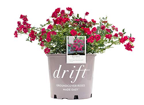 Red Drift® groundcover rose plant in #2 container showing vibrant red double blooms and green foliage