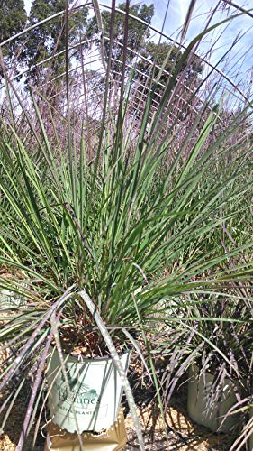 Red October Big Bluestem flowering