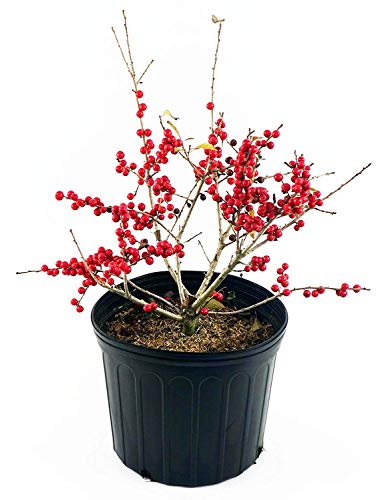 Red Sprite Winterberry branch with clusters of red fruit