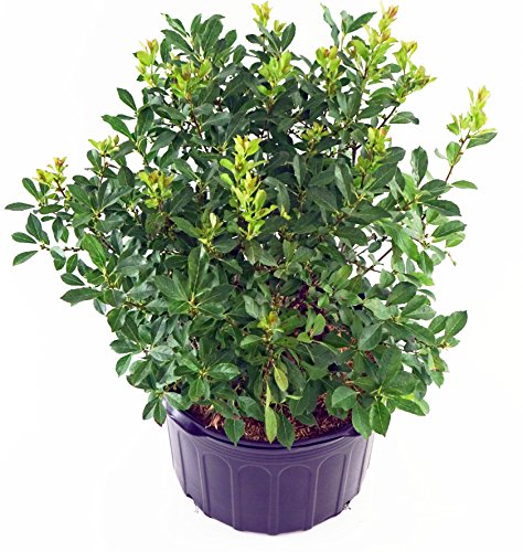 Red Sprite Winterberry plant in nursery pot