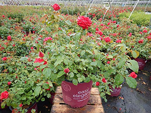 Red Super Hero rose plant in a black nursery pot with bright red blooms and green leaves