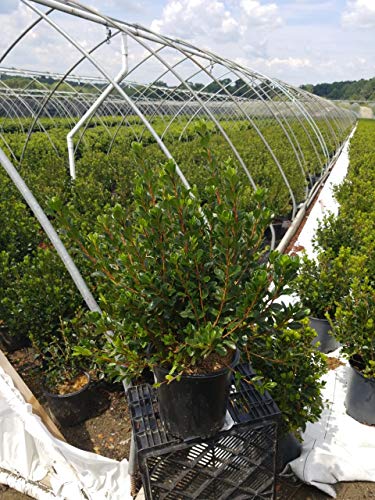 Red flowers and green foliage on azalea shrub