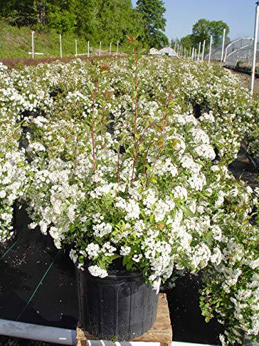 Renaissance Spirea shrub showing overall shape and flower texture