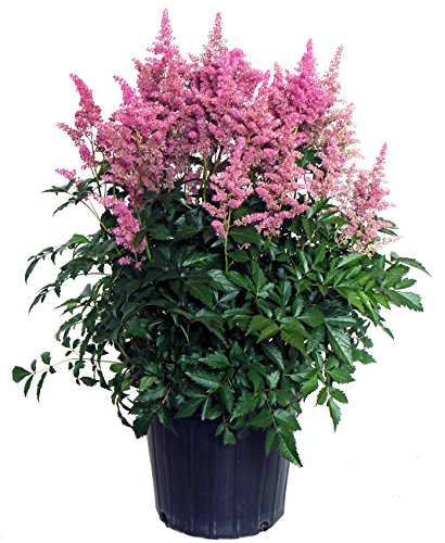 Rheinland Astilbe in gardening pot