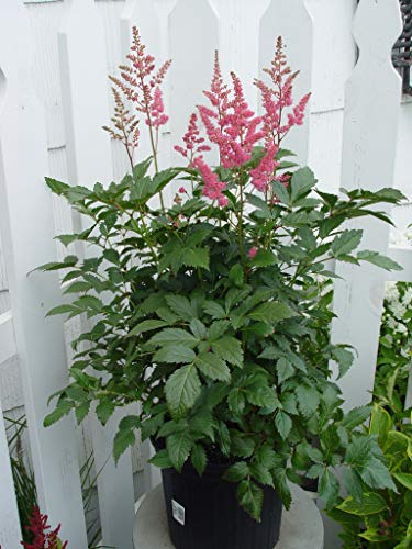 Rheinland Astilbe in outdoor setting