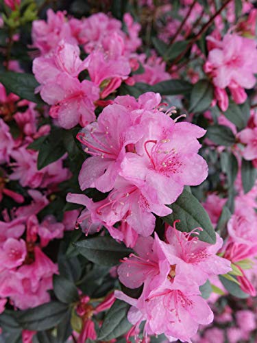 Rhododendron Aglo