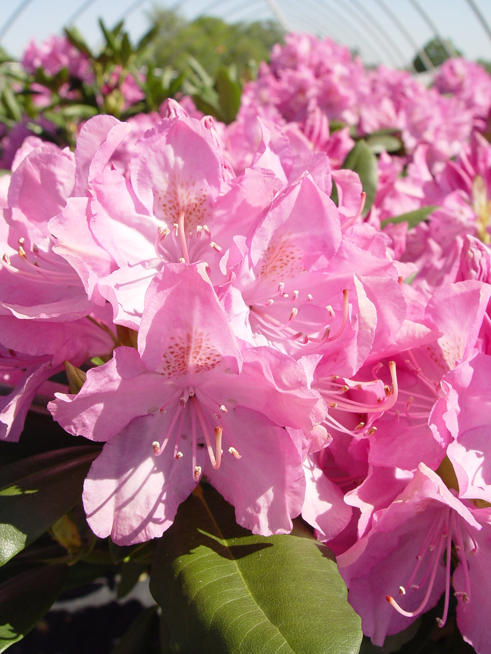 English Roseum Rhododendron