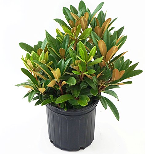 Rhododendron Mardi Gras