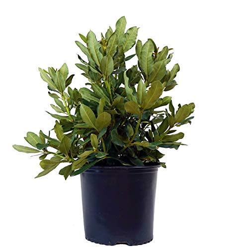 Rhododendron Nova Zembla side view with foliage