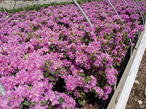 Rhododendron Olga Mezitt