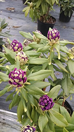 Rhododendron Polarnacht