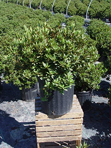 Rhododendron Purple Gem evergreen shrub in container