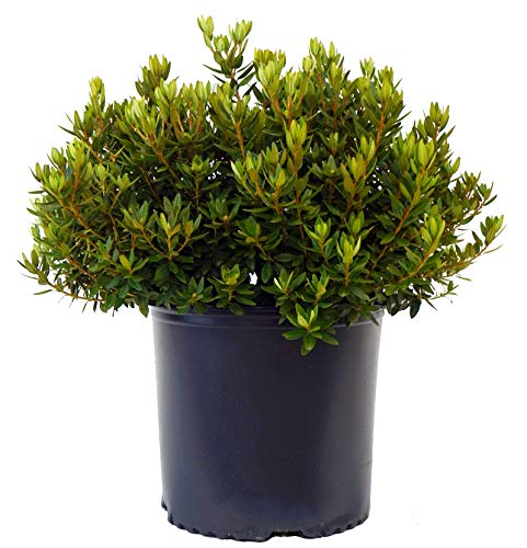 Rhododendron Purple Gem shrub in pot