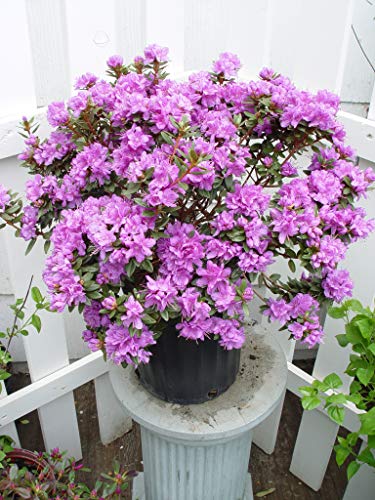 Rhododendron Purple Gem shrub with green foliage and purple‑blue flower buds