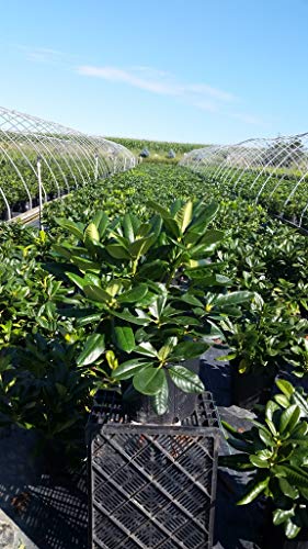 Rhododendron 'Scintillation'