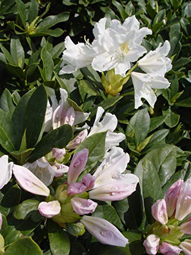 Rhododendron plant in container with white flowers and dark green leaves