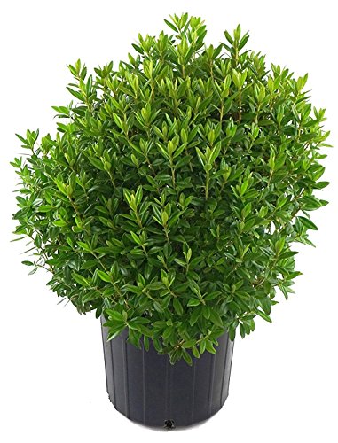 Rhododendron shrub showing dense leaves