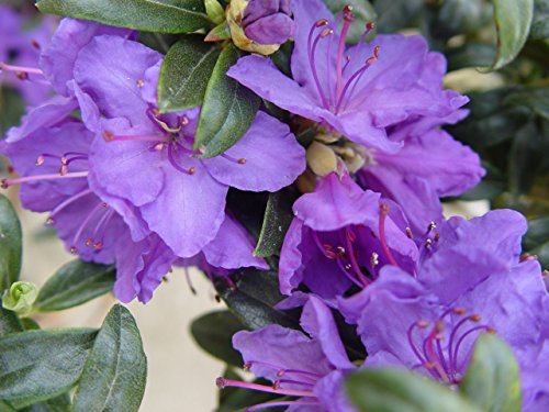 Rhododendron shrub showing dense leaves and flowers