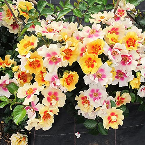 Ringo® Rose yellow with red eye flower color