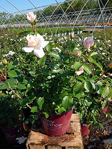 Rosa Easy Elegance® Champagne Wishes