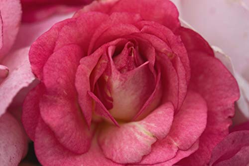 Rosa Easy Elegance® Sunrise Sunset