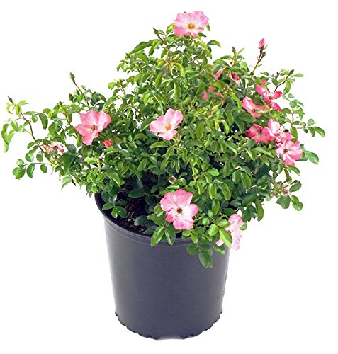 Rosa Flower Carpet- Coral