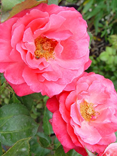 Rosa Grandmas Blessing