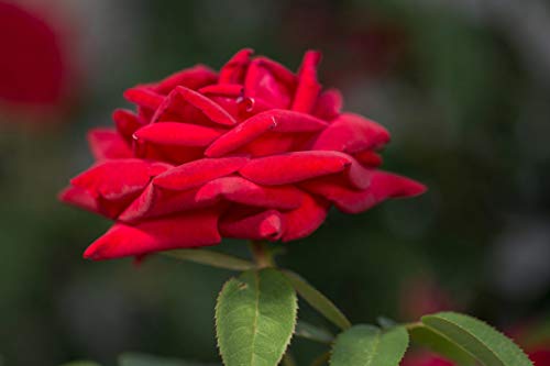 Rosa Kashmir