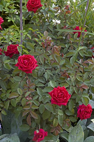 Rosa Kashmir rose plant with dark red blooms and green foliage