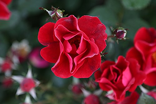 Rosa Miracle on the Hudson™ flower close up