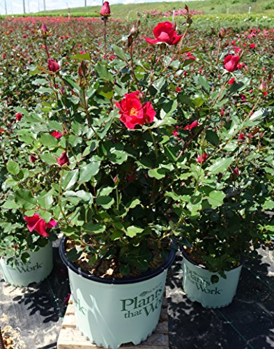 Rosa Miracle on the Hudson™ in landscape