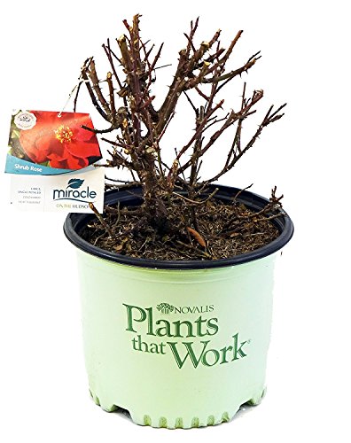 Rosa Miracle on the Hudson™ on branded pot