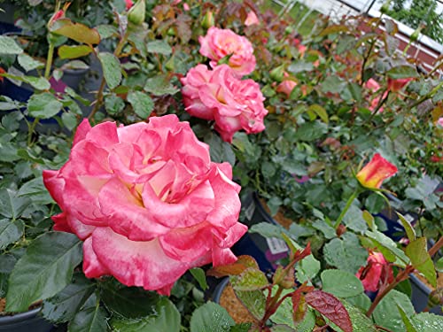 Rosa True Sincerity