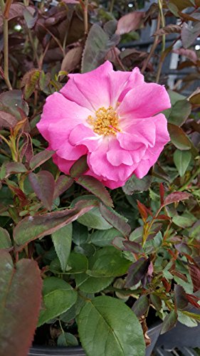 Rosa Zephirine Drouhin