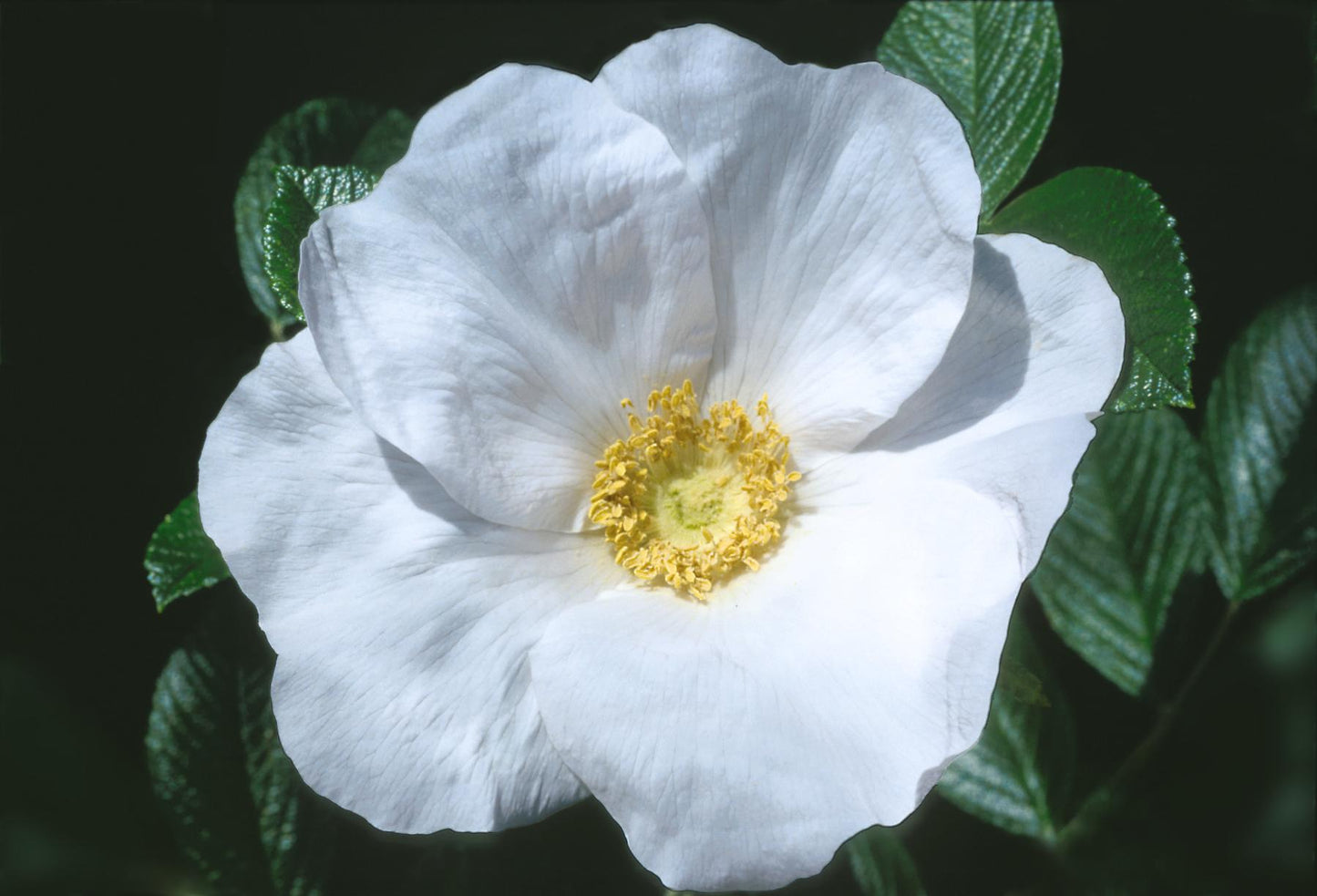 White Rugosa Rosa