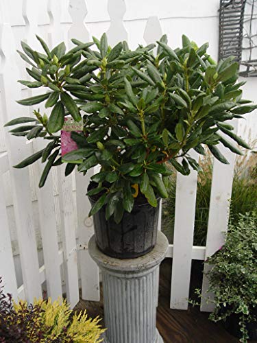 Roseum Elegans Rhododendron in outdoor settings