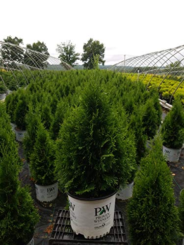 Rows of potted North Pole Arborvitae plants with green foliage, arranged outdoors.