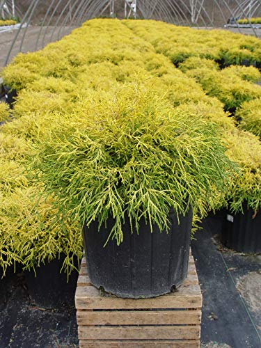 Rows of small potted golden‑green evergreen shrubs in a nursery