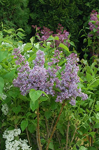 Royal Purple Lilac flowering in the garden