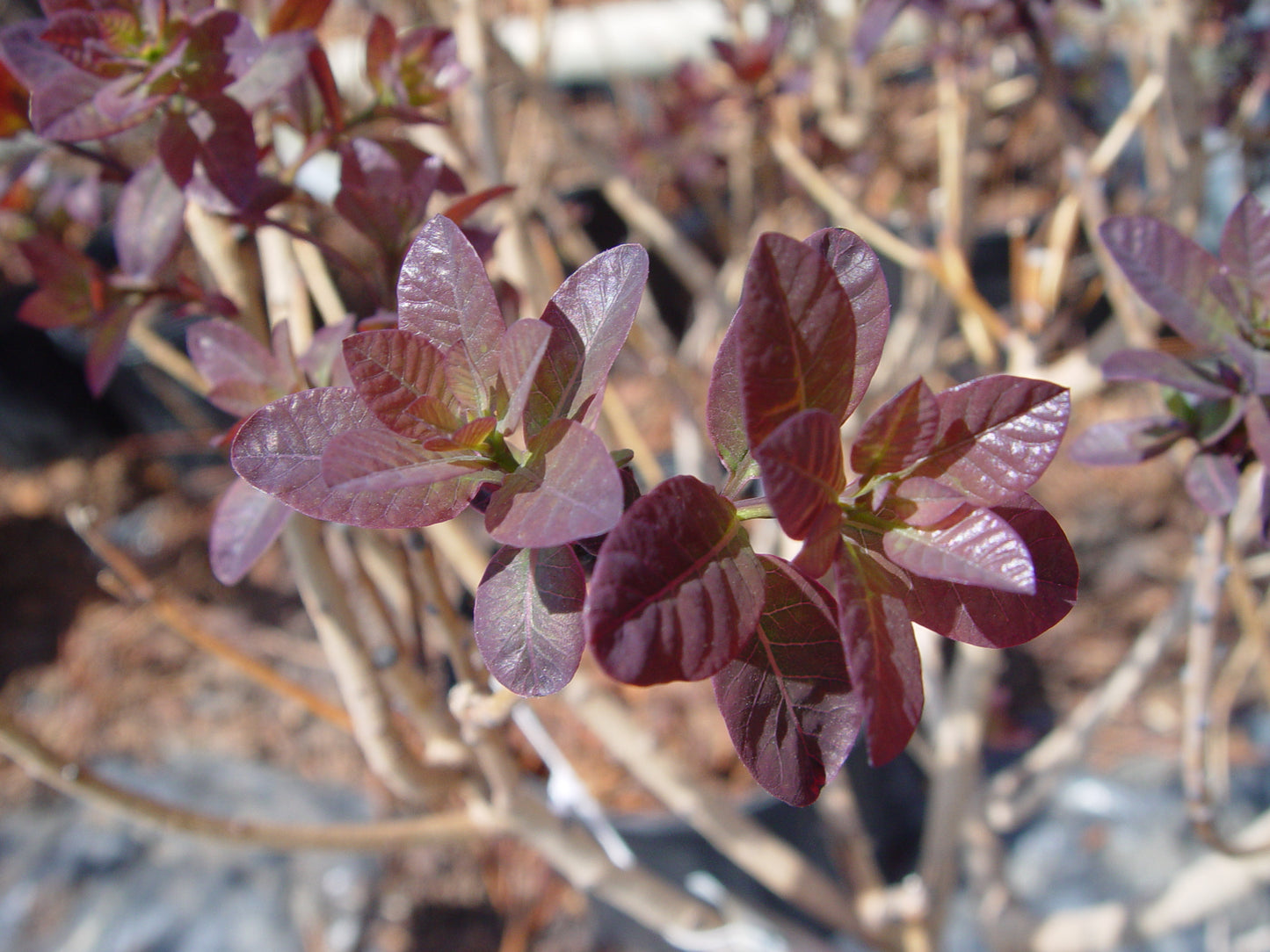 Royal Purple Smokebush dark red foliage