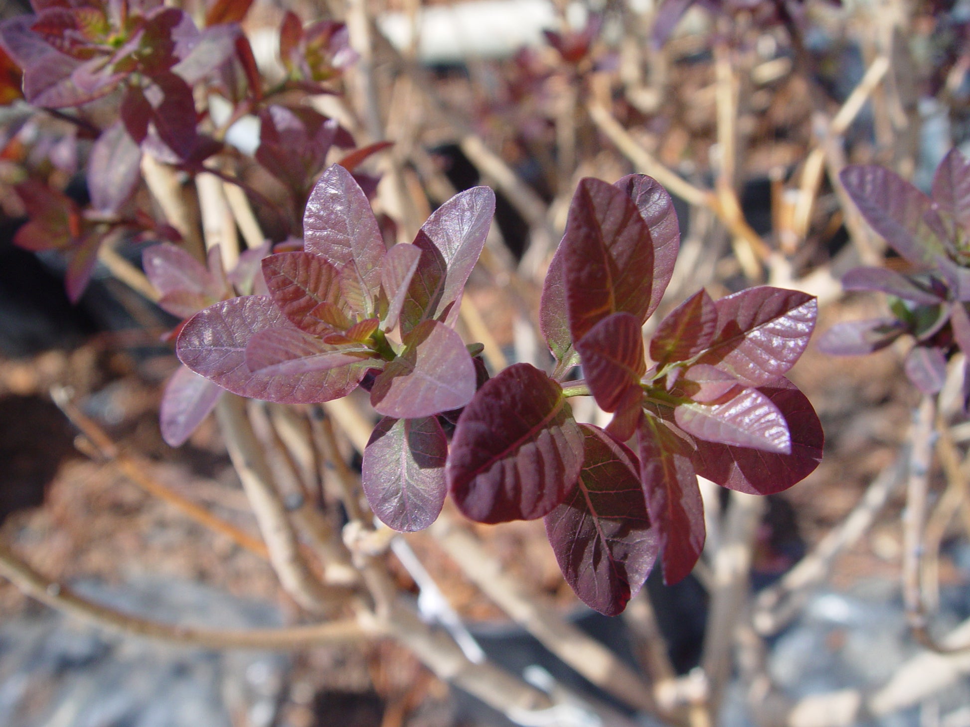 Royal Purple Smokebush dark red foliage