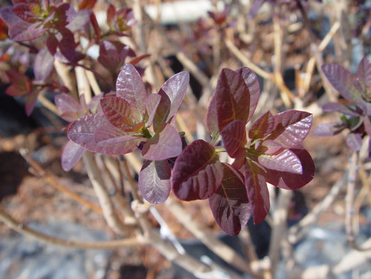 Royal Purple Smokebush dark red foliage