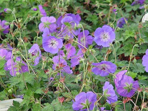 Rozanne Cranesbill Geranium flowering in the garden