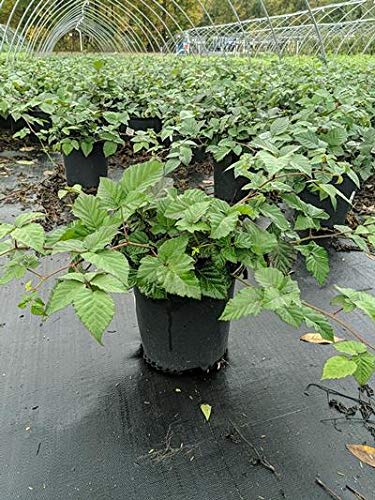 Rubus Chester