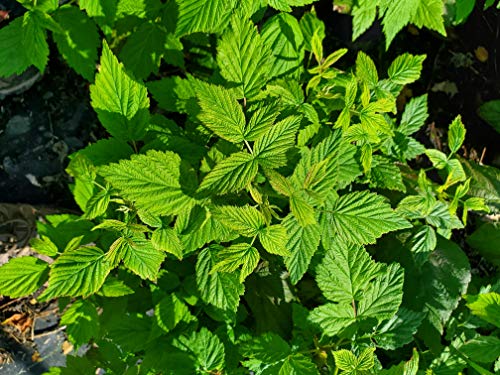 Rubus Polana