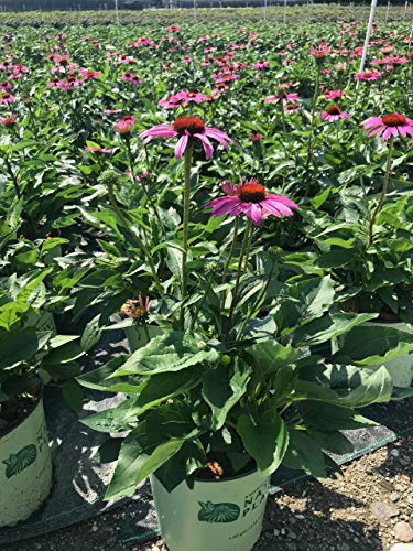 Ruby Star Coneflower flowering in pot
