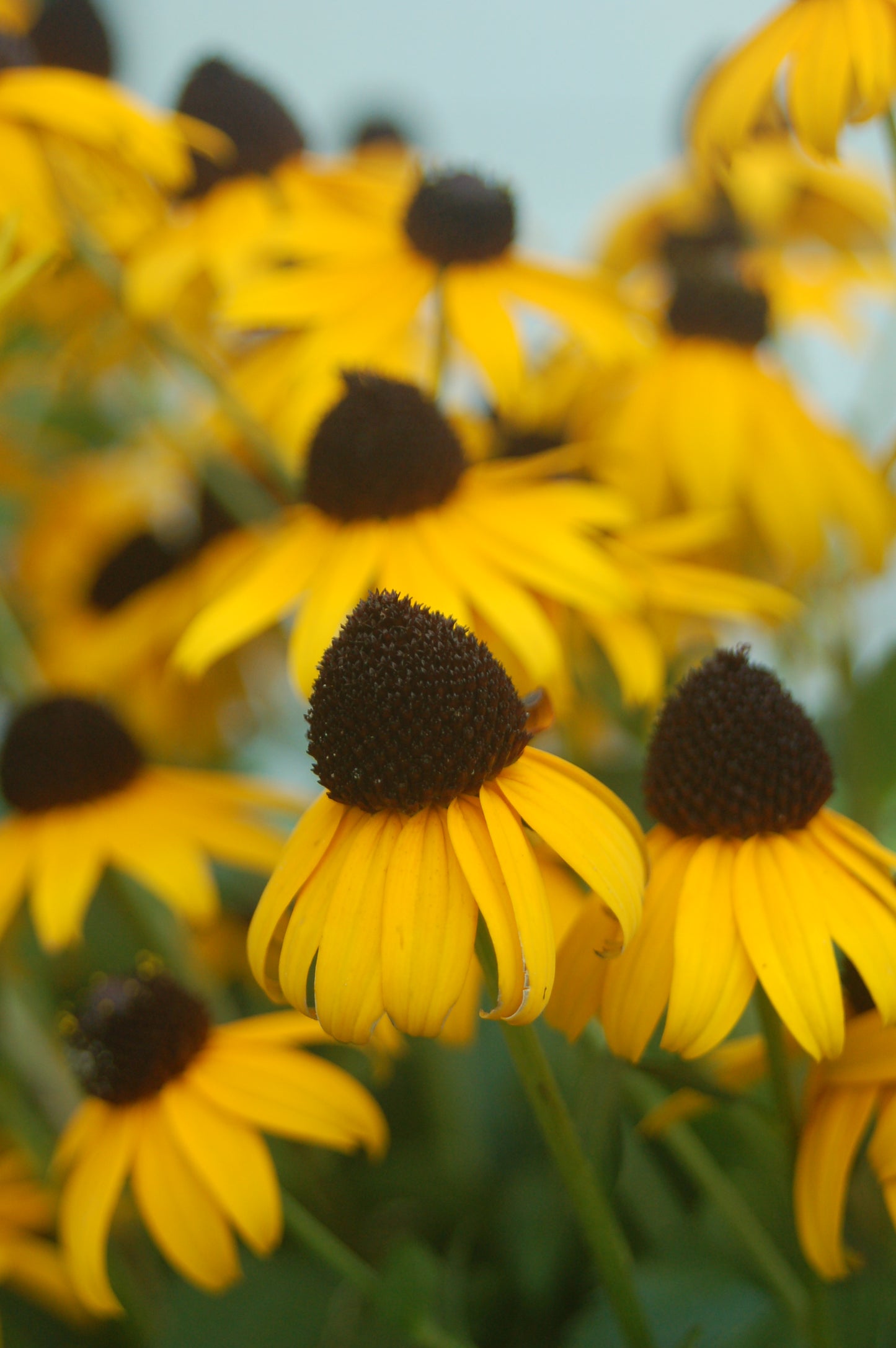 Rudbeckia fulgida “Goldsturm” plant with yellow flowers