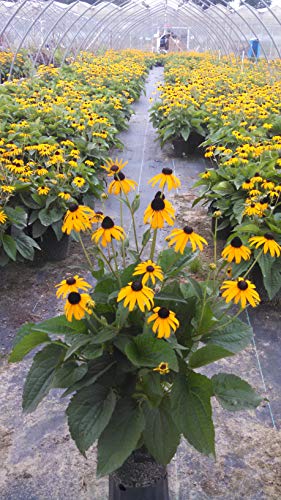 Rudbeckia fulgida var. sullivantii Goldsturm