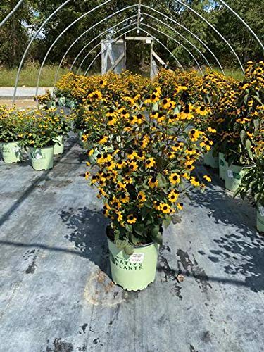 Rudbeckia triloba