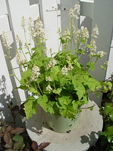 Running Tapestry Foamflower in outdoor setting